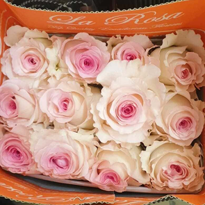 Роза Эквадор розовая премиум класса  70 см